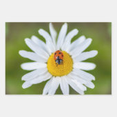 Glücklicher Teufel mit diesem Ladybug! Geschenkpapier Set (Vorderseite)