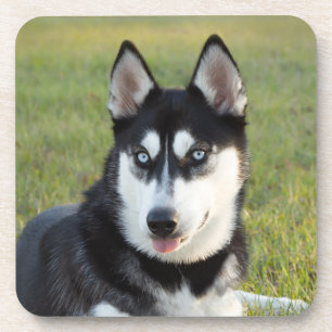Glücklicher verspielt Siberian Husky Welpe Getränkeuntersetzer