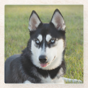 Glücklicher verspielt Siberian Husky Welpe Glasuntersetzer