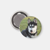Glücklicher verspielt Siberian Husky Welpe Magnet (Vorderseite/Rückseite)
