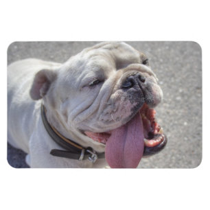 Glücklicher Weißer Bulldogge Magnet