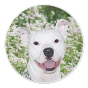 Glücklicher weißer pitbull Terrier Keramikknauf