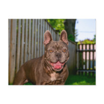 Glückliches braunes Bully-Rasse-Hund Hinterhof-Por
