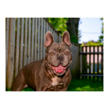 Glückliches braunes Bully-Rasse-Hund Hinterhofport