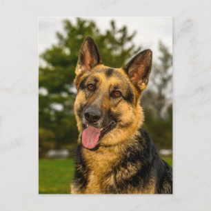 Glückliches Deutsches Schäferhund-Hund-Porträt  Postkarte