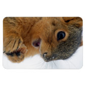 Glückliches Eichhörnchen Magnet (Horizontal)