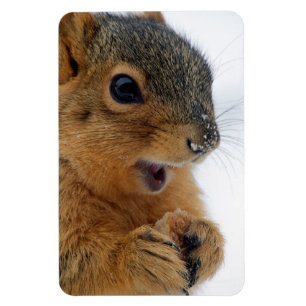 Glückliches Eichhörnchen Magnet
