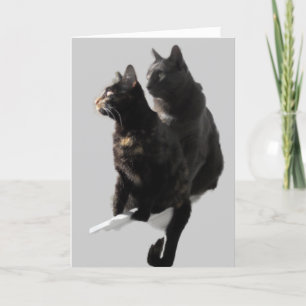 Glückliches Jubiläum Katzenpaar Karte