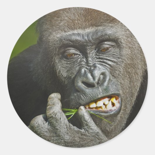 Glückliches neues Jahr der Astrologie des Affen Go Runder Aufkleber (Vorderseite)