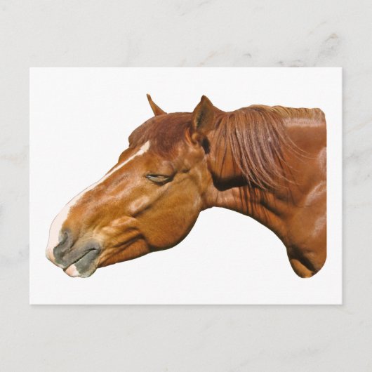 glückliches Pferd Postkarte (Vorderseite)