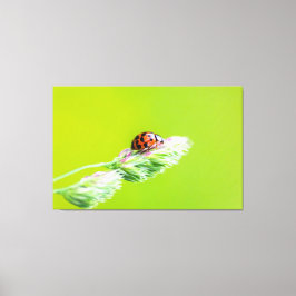 Glücksbringer-Marienkäfer für Deine Wand! Leinwanddruck