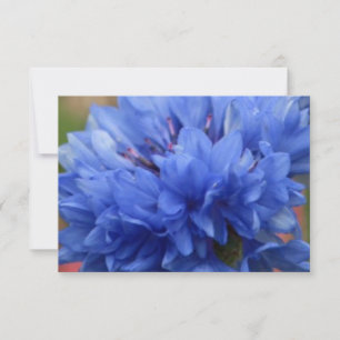 Glückseliges Blütenschmetterlings-Blau flowera