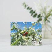 Glückskäfer Postkarte (Stehend Vorderseite)