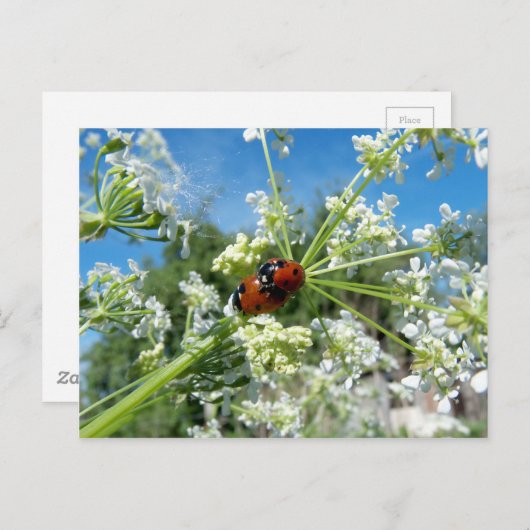 Glückskäfer Postkarte (Vorne/Hinten)