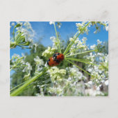 Glückskäfer Postkarte (Vorderseite)