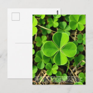 Glücksklee Postkarte