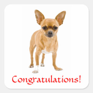 Glückwunsch Chihuahua Welpe Aufkleber