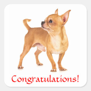 Glückwunsch Chihuahua Welpe Aufkleber