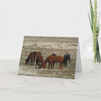 Glückwunsch des neuen Vet-Abschlusses - DVM-Ranch