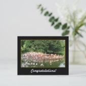 Glückwunsch, Flamingos Postkarte (Stehend Vorderseite)