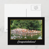 Glückwunsch, Flamingos Postkarte (Vorne/Hinten)
