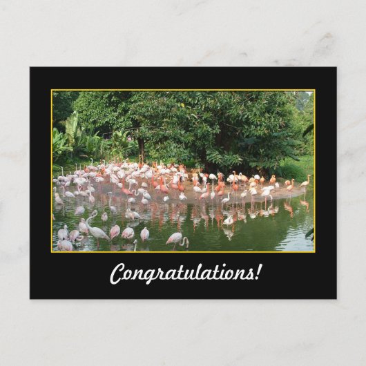 Glückwunsch, Flamingos Postkarte (Vorderseite)