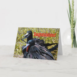 Glückwünsche, Frigatebirds in der Liebe Karte
