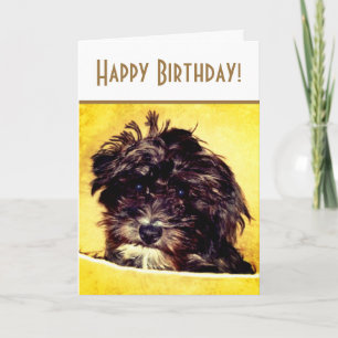 Glückwunschkarte zum Geburtstag für Schnoodle-Hund Karte