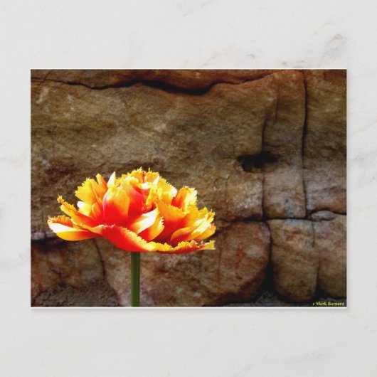 Glühen Postkarte (Vorderseite)