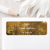 Glühende Aspen Trees (Insitu)