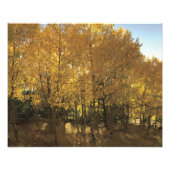 Glühende Aspen Trees Fotodruck (Vorne)