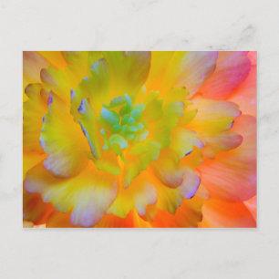 Glühende Begonienblüte Seabeck, WA Postkarte