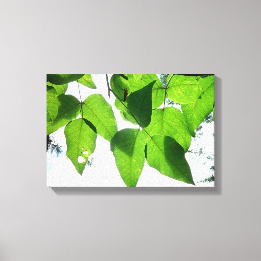 Glühende Birke-Blätter Stretched Canvas Print Leinwanddruck (Vorderseite)