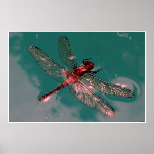 Glühende Dragonfly Poster (Vorne)