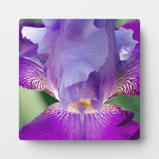 Glühende Irisnatur / blumengeschmücktes / botanisc Fotoplatte
