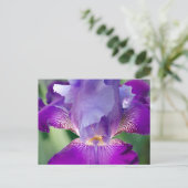 Glühende Irisnatur / blumengeschmücktes / botanisc Postkarte (Stehend Vorderseite)