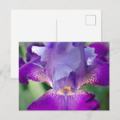 Glühende Irisnatur / blumengeschmücktes / botanisc Postkarte (Vorne/Hinten)