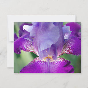 Glühende Irisnatur / blumengeschmücktes / botanisc Postkarte