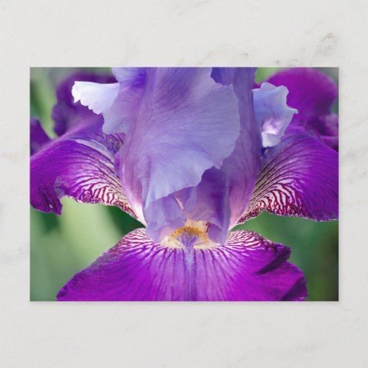 Glühende Irisnatur / blumengeschmücktes / botanisc Postkarte (Vorderseite)