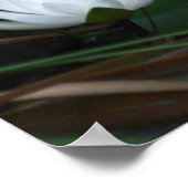 Glühende Lotus-Wasserlilie-Blume Poster (Ecke)