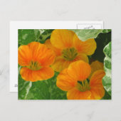 Glühende Nasturtien Postkarte (Vorne/Hinten)