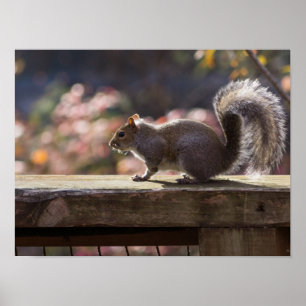 Glühendes Eichhörnchen Poster