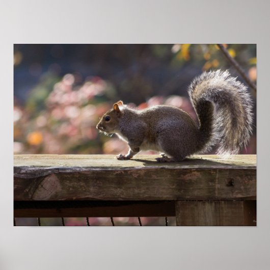 Glühendes Eichhörnchen Poster (Vorne)
