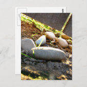 Glühsteine Postkarte (Vorne/Hinten)