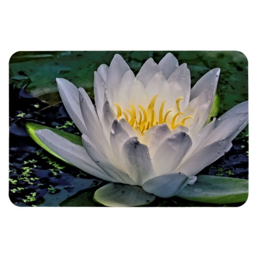 Glühweiße Lotus-Blume Magnet (Horizontal)