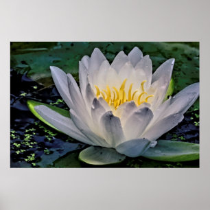 Glühweiße Lotus-Blume Poster