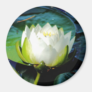 Glühweißer Lotus Magnet