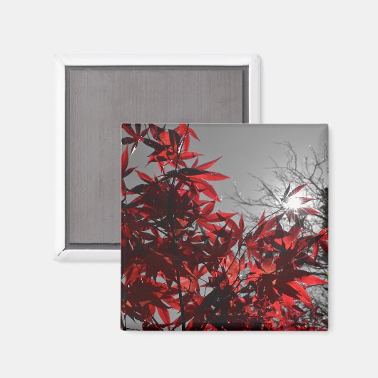 Glut des Herbstes Magnet (Vorderseite/Rückseite)