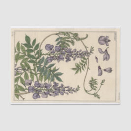 Glycin, Eugene Grasset Botany Serie Seidenpapier