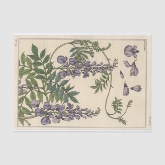 Glycin, Eugene Grasset Botany Serie Seidenpapier (Vorderseite)